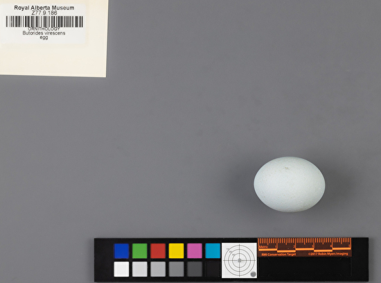 Butorides virescens single egg