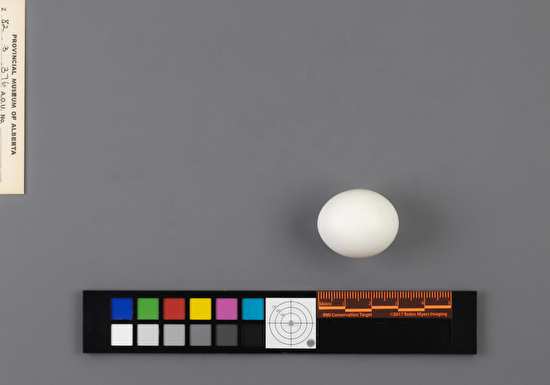 Aegolius funereus single egg