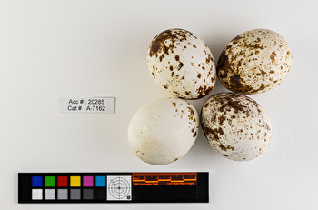 Buteo jamaicensis  clutch