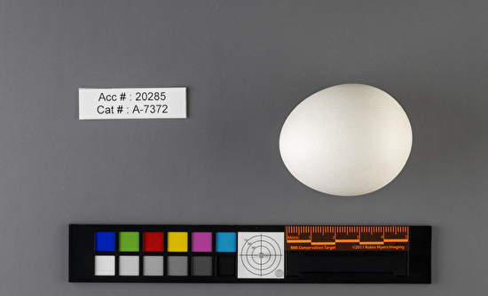 Bubo virginianus  single egg