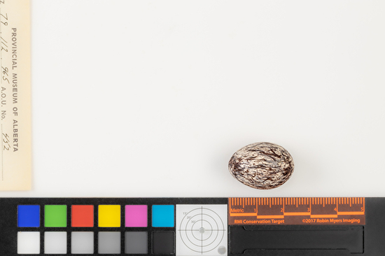 Myiarchus crinitus single egg