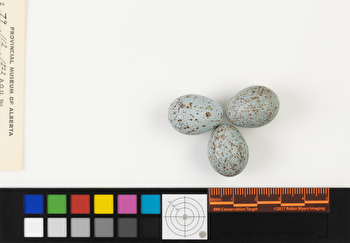 Piranga olivacea clutch