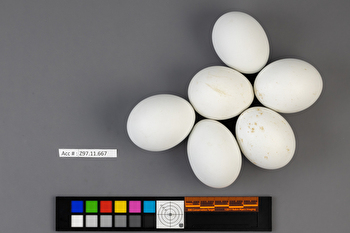 Circus hudsonius clutch