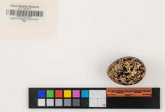 Lagopus lagopus single egg