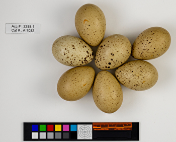 Centrocercus urophasianus  clutch