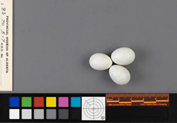 Passerina amoena clutch