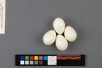 Dryocopus pileatus clutch