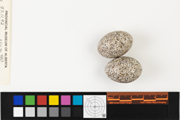 Chordeiles minor clutch