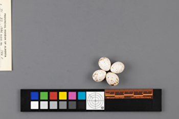 Certhia americana clutch