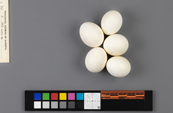 Aegolius acadicus clutch