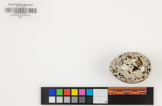 Haematopus bachmani single egg