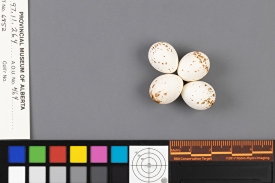 Empidonax difficilis clutch