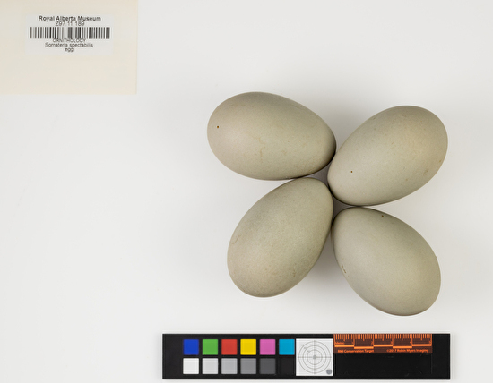 Somateria spectabilis clutch