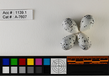 Bombycilla cedrorum  clutch