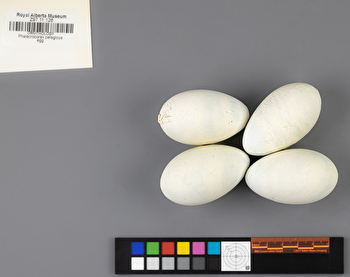 Urile pelagicus clutch