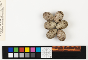 Calcarius lapponicus clutch