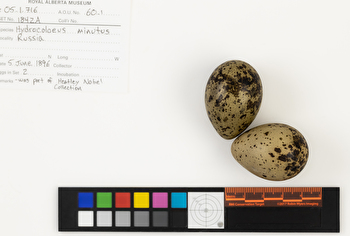 Hydrocoloeus minutus clutch