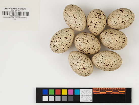 Gallinula galeata clutch