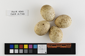 Falco sparverius  clutch