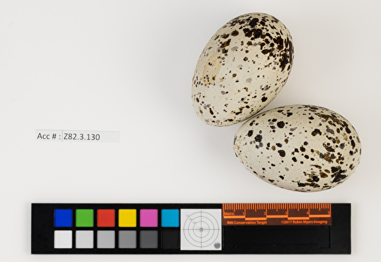 Cepphus grylle clutch