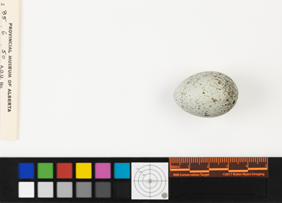 Nucifraga columbiana single egg