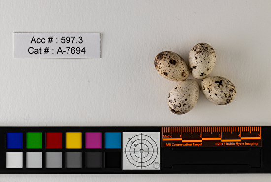 Calcarius ornatus  clutch