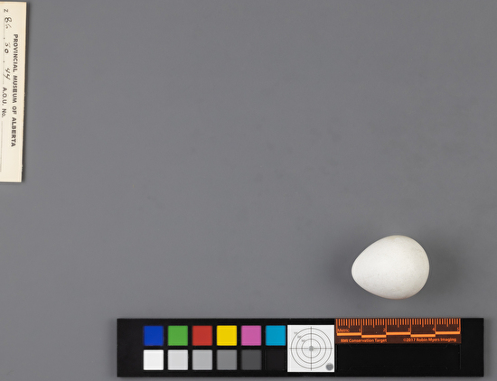 Colinus virginianus single egg
