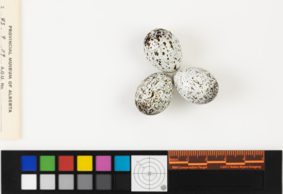 Cardinalis cardinalis clutch