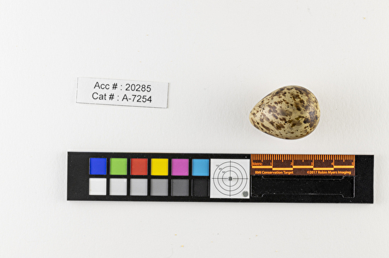 Calidris alpina  single egg