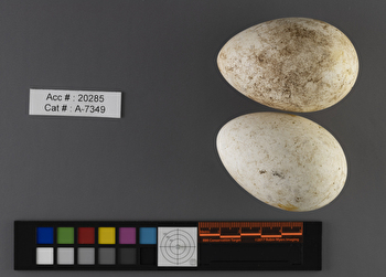 Fratercula arctica  clutch