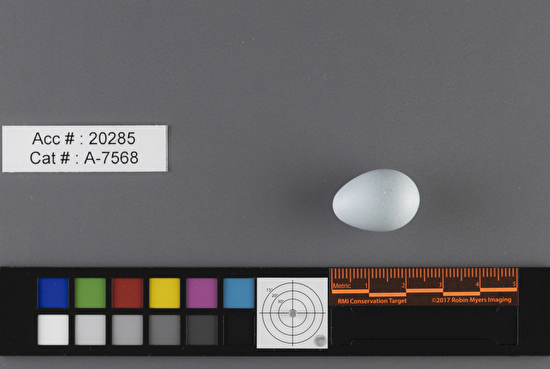 Catharus guttatus  single egg