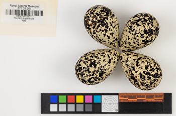 Pluvialis squatarola clutch