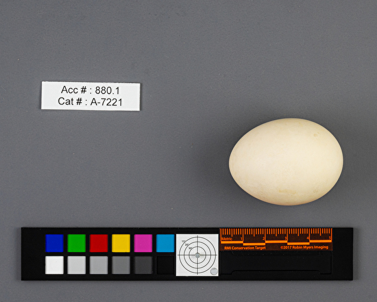Mareca americana  single egg
