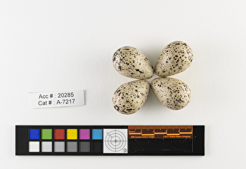 Actitis macularius  clutch