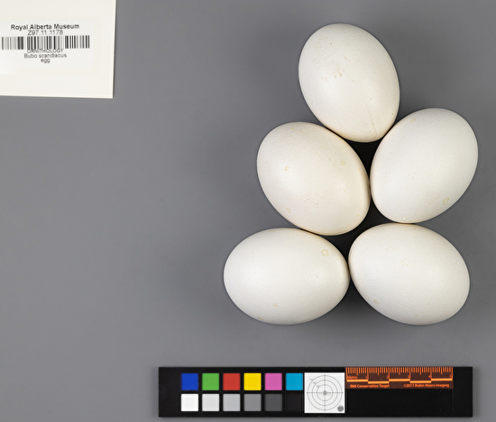 Bubo scandiacus clutch