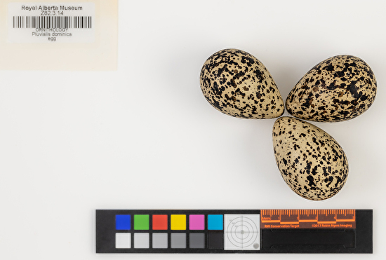 Pluvialis dominica clutch