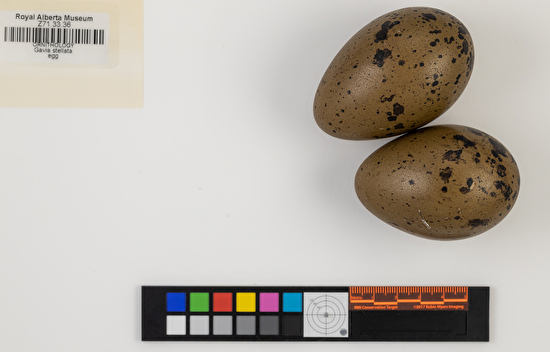 Gavia stellata clutch