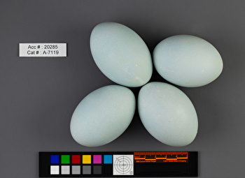 Ardea herodias  clutch