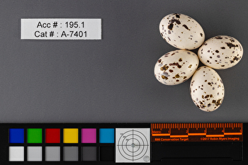 Tyrannus tyrannus  clutch