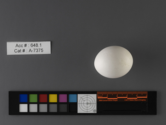 Asio otus  single egg