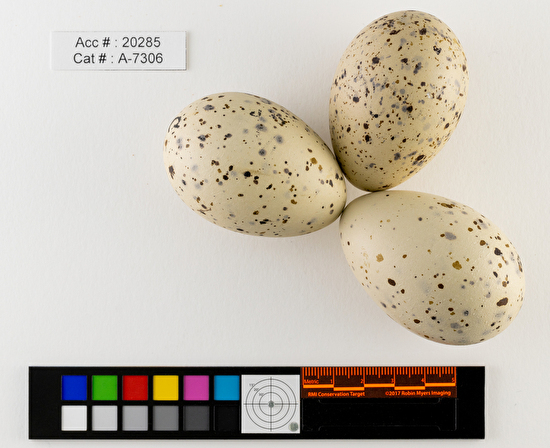 Hydroprogne caspia  clutch