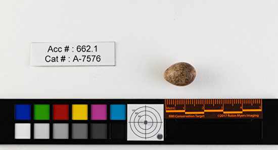 Cistothorus palustris  single egg