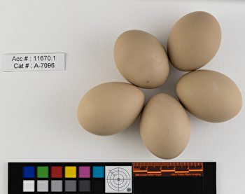 Botaurus lentiginosus  clutch