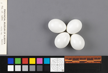 Picoides arcticus clutch