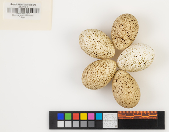 Dendragapus obscurus clutch