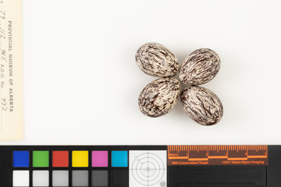 Myiarchus crinitus clutch