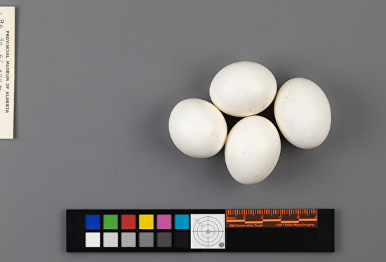 Megascops asio clutch