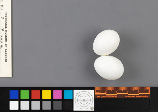 Zenaida macroura clutch