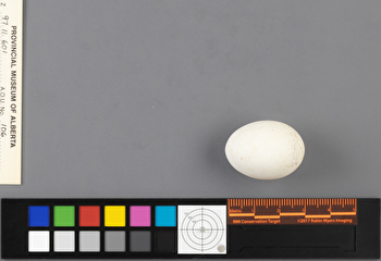 Hydrobates leucorhous single egg