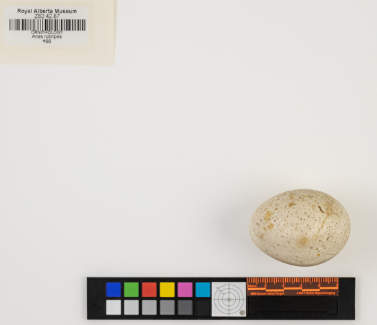 Anas rubripes single egg